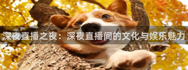 360体育无插件直播：深夜直播之夜：深夜直播间的文化与娱乐魅力